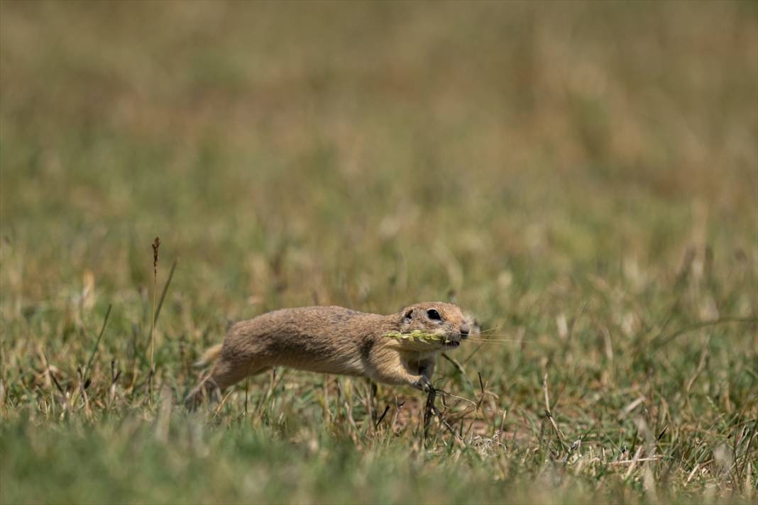 Toprağın verimliliğine katkı sağlayan gelengiler ortaya çıktı 4